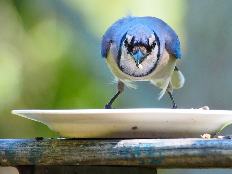 waste disposal household